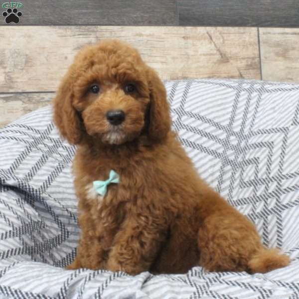 Ronald, Mini Goldendoodle Puppy